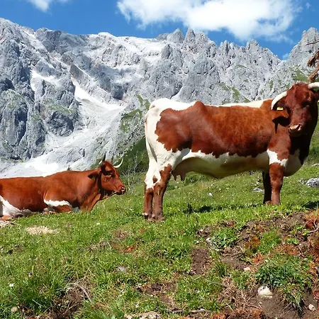 菲瑞勒尔佛斯特里斯木屋 *