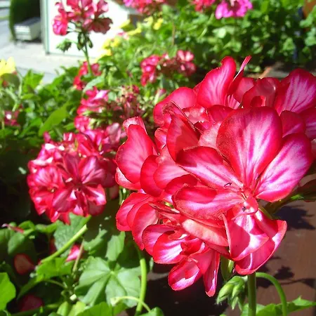 菲瑞勒尔佛斯特里斯木屋 * 克雷纳尔