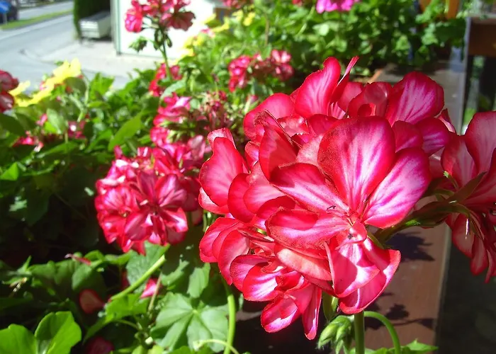 Försterlisl * Kleinarl